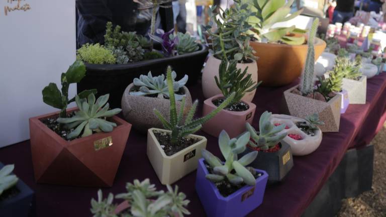 Variedad de suculentas, en macetas personalizadas, estuvieron a la venta.