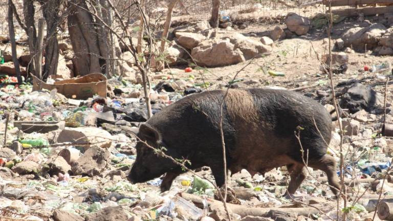 Habitantes del ejido Siete Gotas denunciaron que un criadero de cerdos genera malos olores, moscas y posibles riesgos sanitarios en la zona.