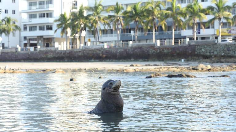 Lobo marino sale en Playa Norte y genera asombro en Mazatlán; la gente busca tomarse fotos con él