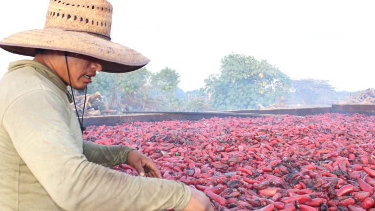 En el Valle de Escuinapa, tatemar chiles es un trabajo que le da un plus a la agricultura de la región