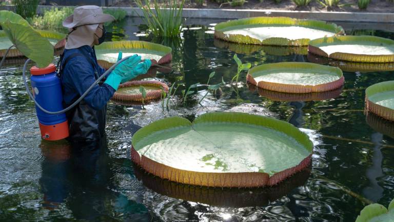 Exhíbe Jardín Botánico la planta acuática más grande del mundo