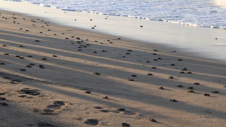 En el Santuario Playa Huizache-Caimanero se impulsan acciones de conservación de tortugas marinas y protección de importantes ecosistemas costeros.