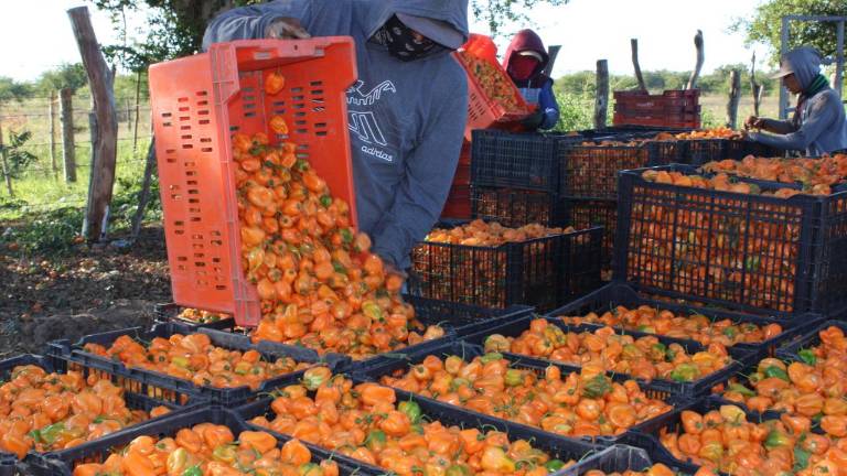 Los productores de chile habanero han tenido una buena temporada en Escuinapa.