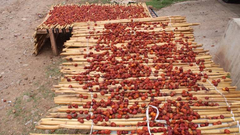 La mayor parte de la cosecha de ciruela en Rosario se destina al secado.