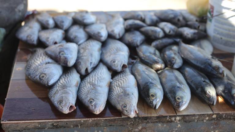 Las ventas de pescado han disminuido notablemente pese al periodo vacacional en Mazatlán, comentaron comerciantes de Palaya Norte.