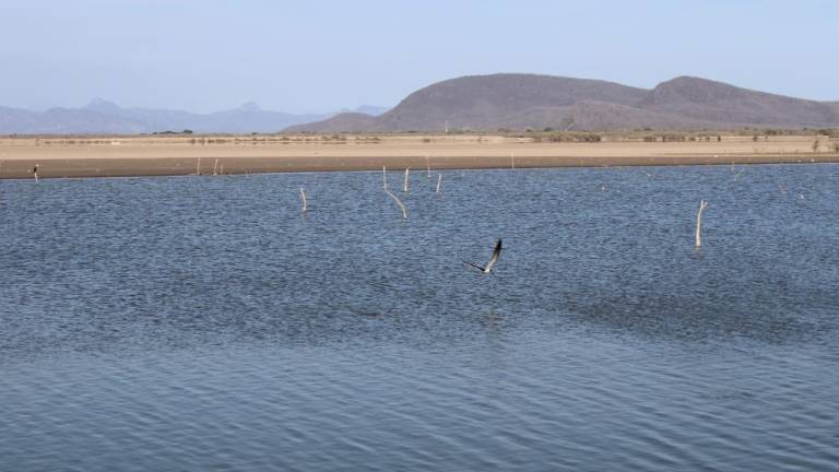 El sector pesquero ve indispensable la inyección de agua dulce para el desarrollo de la producción en el sistema lagunar Huizache-Caimanero.