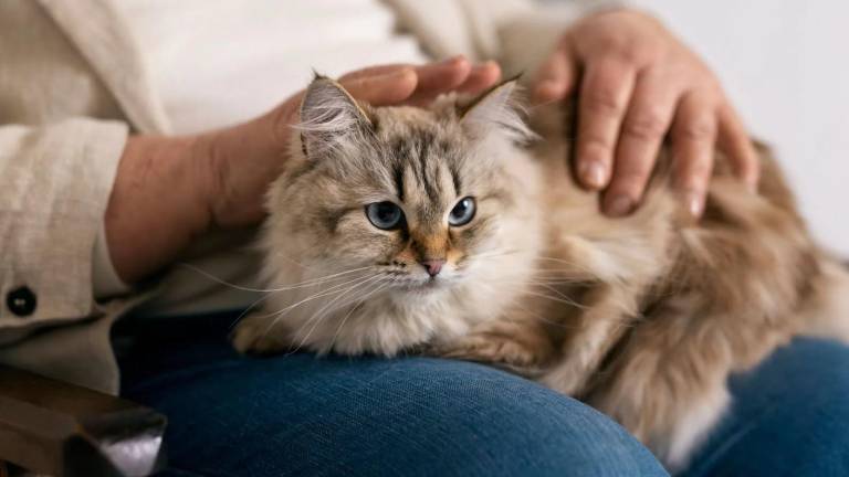 La medicina preventiva es clave para proteger la salud y bienestar de los gatos.