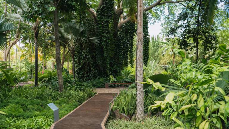 En ‘Palmetum’ del Jardín Botánico sobresale la escala monumental de las diversas palmeras que la componen.