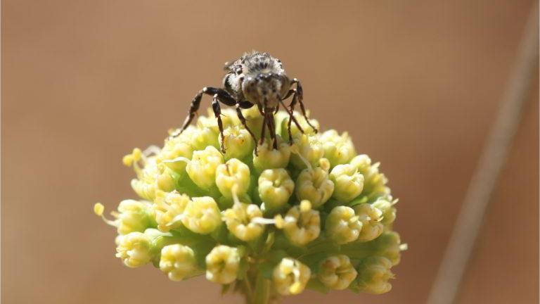 Para proteger a las abejas, urge transitar hacia la agroecología