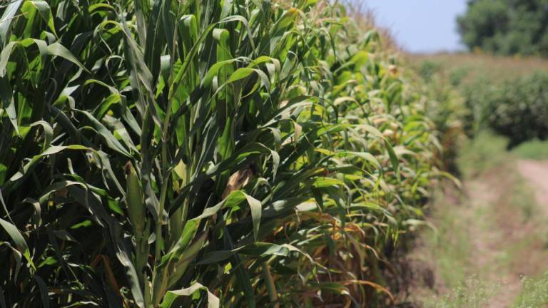 Precio del maíz sufre nuevo retroceso; baja a 6 mil 101 la tonelada