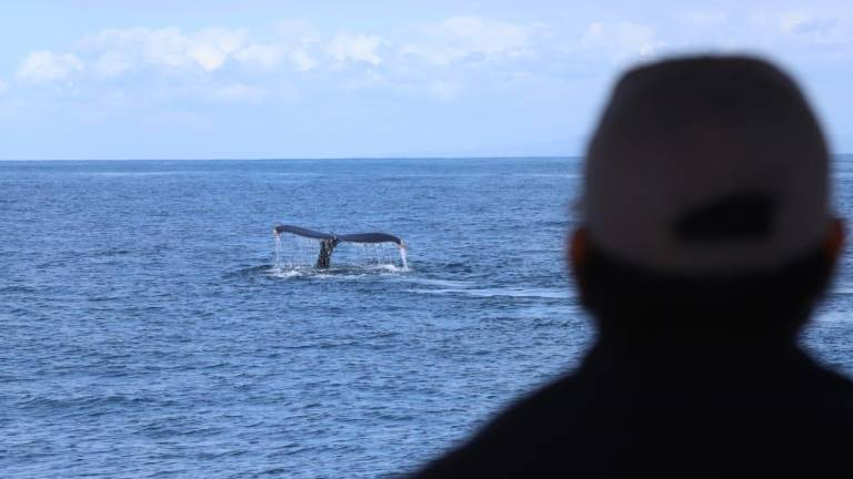 Empiezan los avistamientos de ballenas jorobadas en Mazatlán