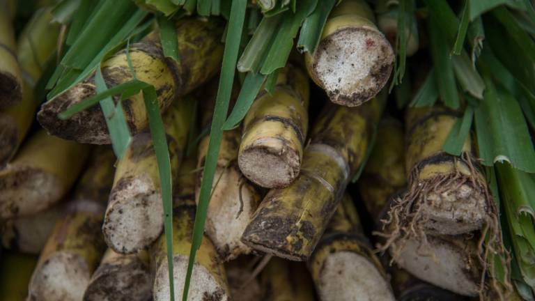 El decreto entraría en vigor el 11 de noviembre de 2025.