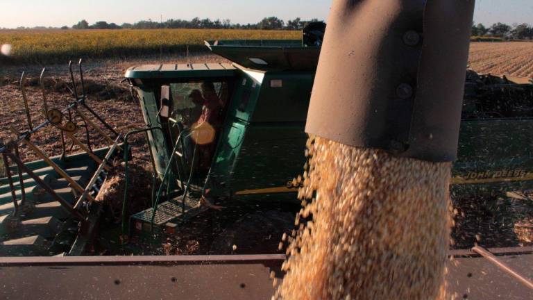 Con ajustes en la producción del USDA caen los precios de los granos a nivel mundial