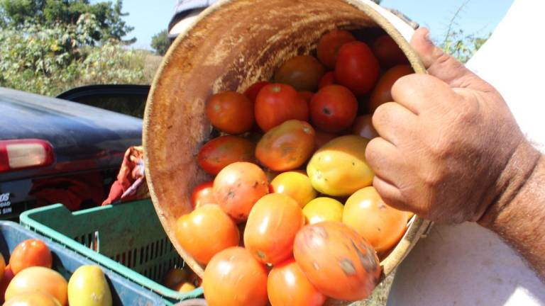 Este año, los productores agrícolas han logrado tener buena producción de tomate.