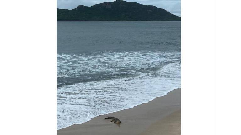 Sale un cocodrilo en la playa de Mazatlán, frente al malecón