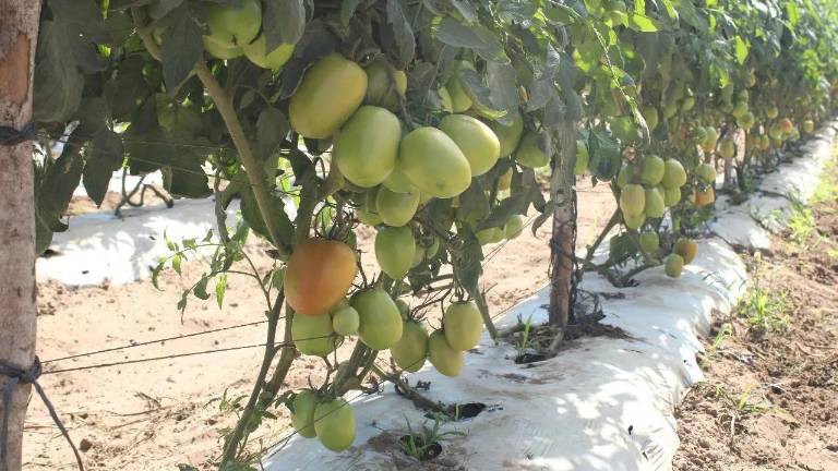 Las condiciones climáticas afectaron el desarrollo de las hortalizas y plagas como el tizón han reducido los volúmenes de producción.