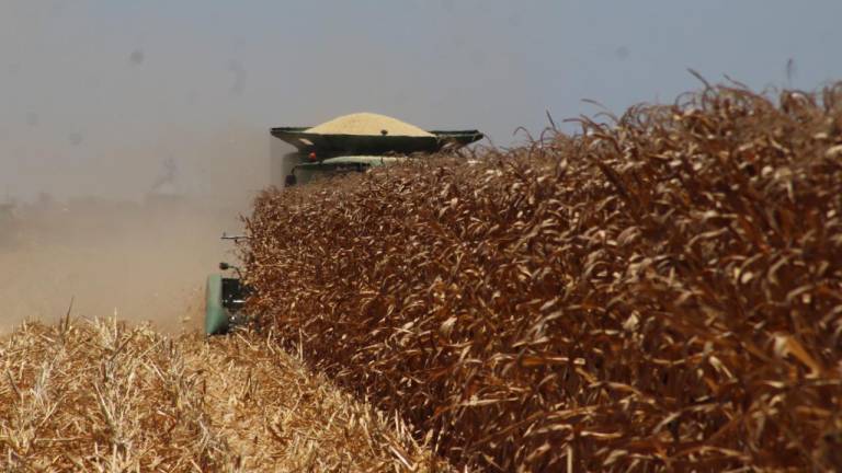 Sufre maíz caída de más de $300; cierra en $5,760