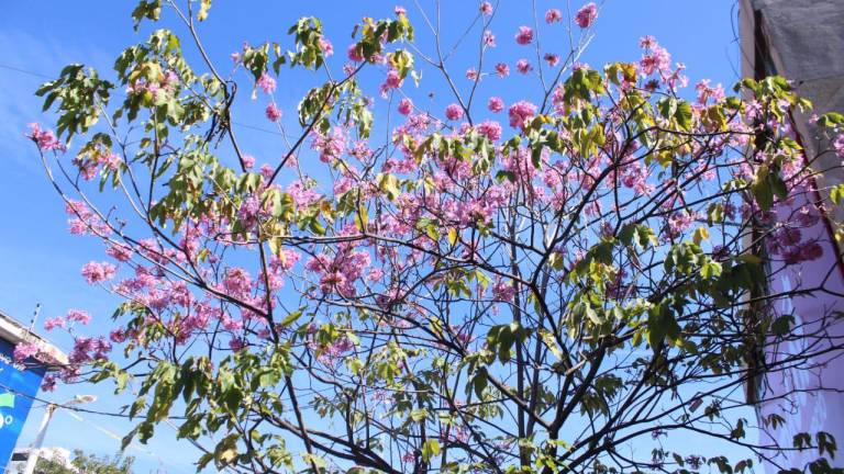 Aseguran comerciantes de Culiacán que en enero es cuando brotan las flores amapa