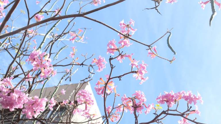 Las amapas de Castilla son un bello espectáculo.