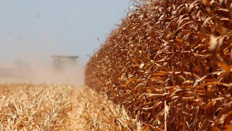 Cerca de 30 mil productores sinaloenses se beneficiarán con el subsidio de más del 50 por ciento en el pago de cobertura contra riesgos.