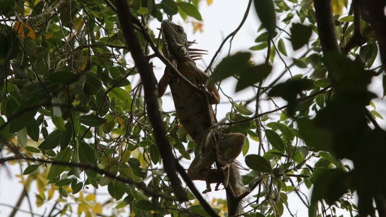 Realizan conteo de iguanas en la Isla de Orabá para su conservación; se registran 95