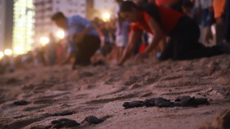 La liberación de tortugas es de mediados de agosto hasta noviembre-diciembre.