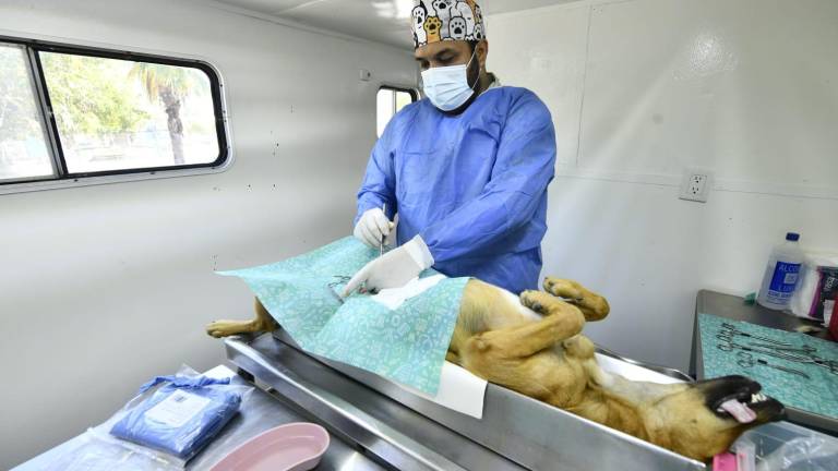 Campaña de esterilización de mascotas que implementó Ecología de Mazatlán durante 2025.