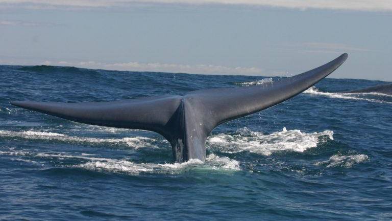 Las ballenas son asediadas por cientos de barcos en la Patagonia