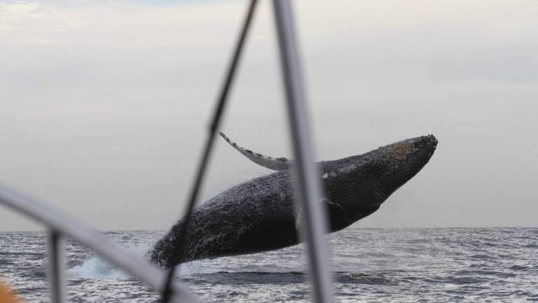 Urge proteger a las ballenas que llegan a México: Oceana