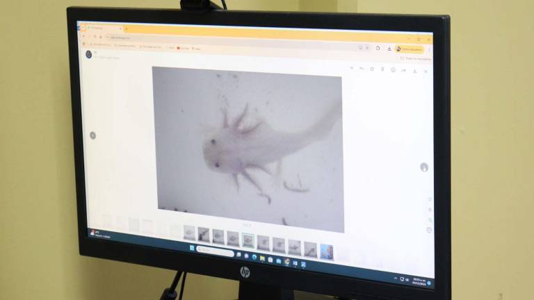 En la UAS se trabaja en la investigación de los ajolotes para tratar algunos males de salud.