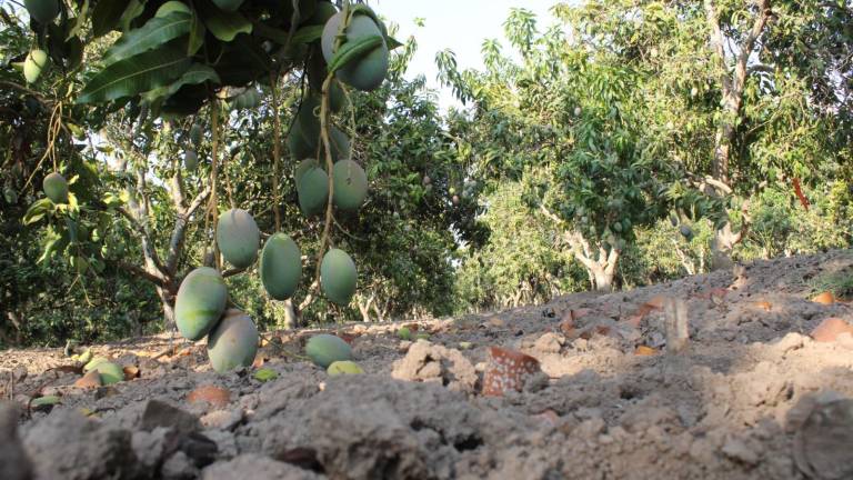 El cultivo de mango es Rosario es uno de los más afectados por la falta de agua en la región.