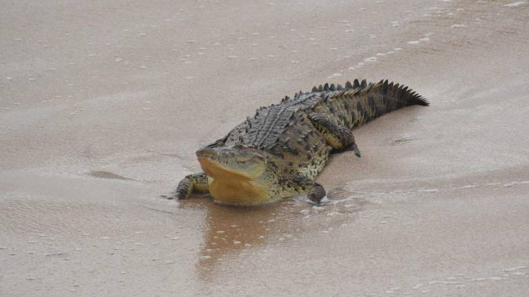 Capturan a cocodrilo que llegó a playas del malecón de Mazatlán