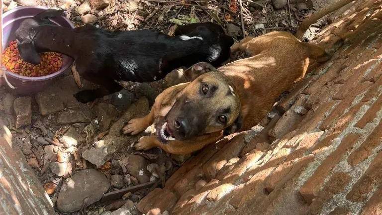 La Fundación Balto y Togo atribuye los casos de maltrato animal a la falta de cultura, empatía y aplicación efectiva de la ley en Sinaloa.