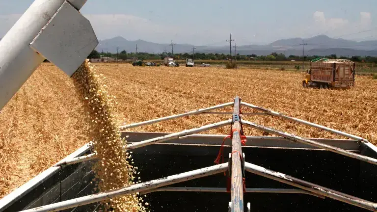 Autoridades buscarán colocar la producción de maíz de Sinaloa con el sector privado.