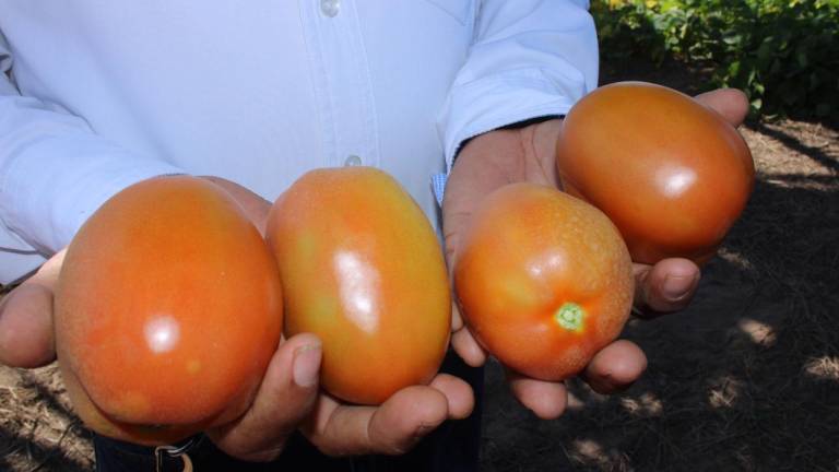 Preocupa baja de precio del tomate a productores del Sur de Sinaloa