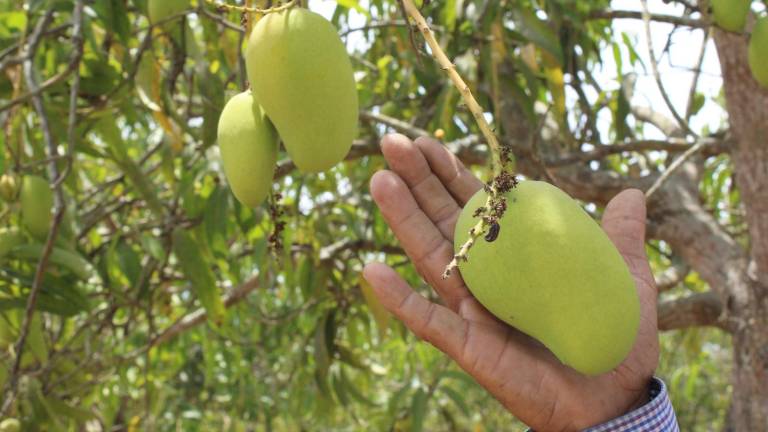 Para mayo, primera producción de mango ataulfo en Escuinapa