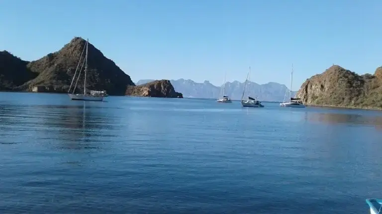 Sigue vigente el Programa de Acción de Protección de la Ballena Azul.