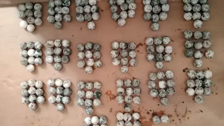 Huevos de tortuga marina golfina asegurados en Guerrero.