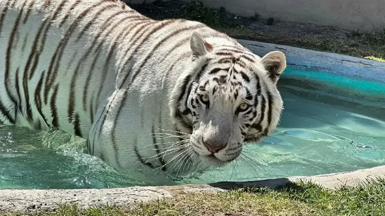 El tigre de bengala Kenzo murió durante su traslado tras ser localizado en Tepetlaoxtoc.