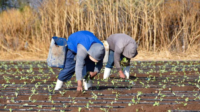 La Secretaría de Salud del Gobierno de México hará estudio sobre la lechuga ante señalamientos en Estados Unidos.
