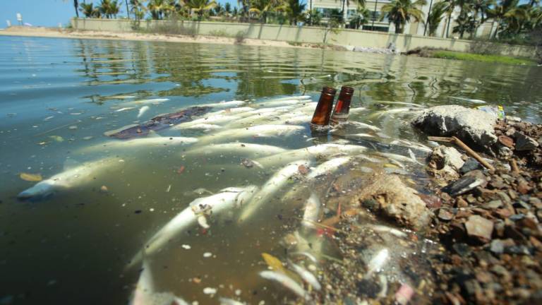 Aparecen peces muertos en el Estero del Yugo, al norte de Mazatlán