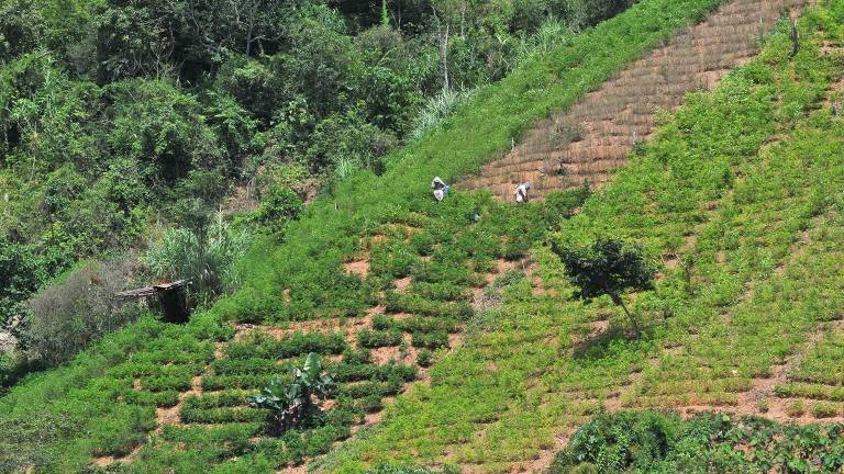 Plantación de coca en una colina cerca de Caranavi, al oeste de Bolivia.