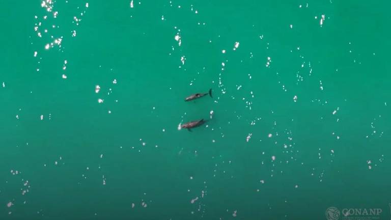 En el Alto Golfo de California, el Crucero de Observación de Vaquita Marina 2025 detectó de siete a 10 especies, incluso el nacimiento de nuevas crías.