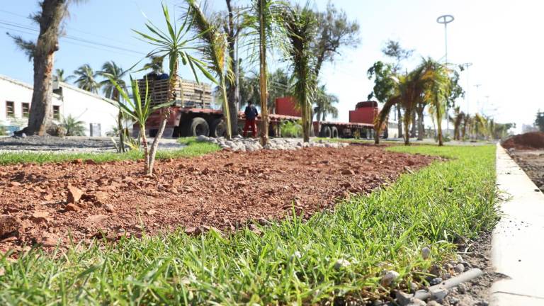 Embellecen camellón central y colocan lámparas led en Avenida Gabriel Leyva, en Mazatlán