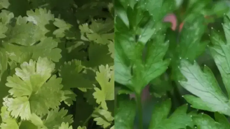 Estados Unidos señala al cilantro y al perejil de México de causar infecciones.