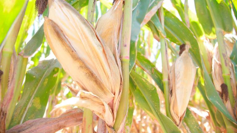 Dakota del Norte y del Sur, Kansas y Nebraska experimentan fuertes caídas en el rendimiento de maíz.