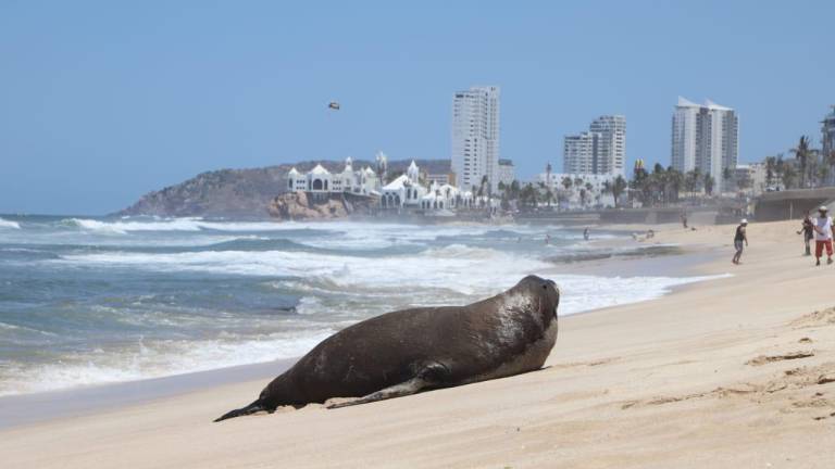 ‘Encalla’ lobo marino en playa de Mazatlán