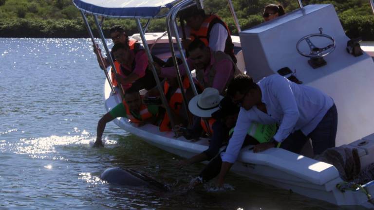 Tras recuperación del delfín ‘Pechocho’, reabren acceso a su caleta en Topolobampo
