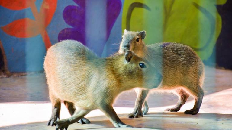 Zoológico de Culiacán recibe dos capibaras como nueva atracción.
