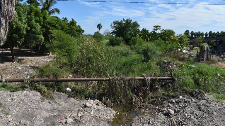 En el Ejido La Flor, el dren no ha sido desazalvado y ha sido la causa por la que se han generado inundaciones.